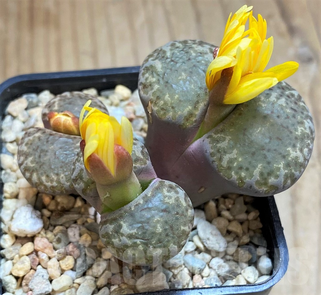 SH16770 Lithops bromfieldii, old 6 years - Image 2