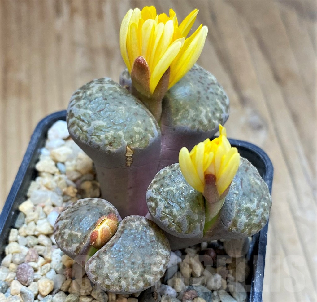 SH16770 Lithops bromfieldii, old 6 years