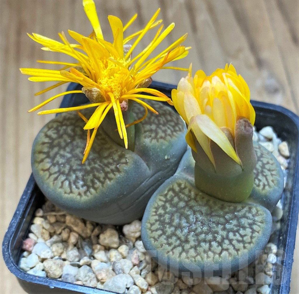 SH16771 Lithops hookeri, old 6 years