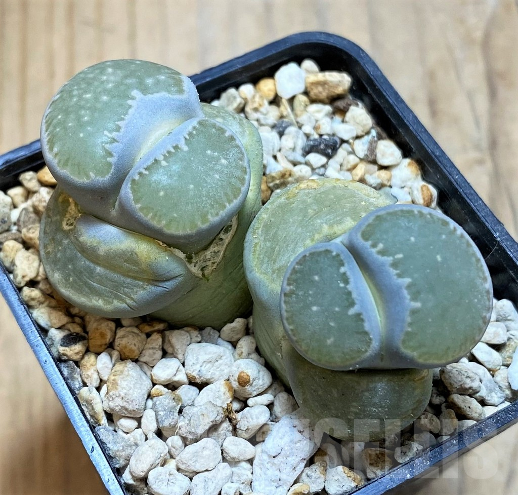 SH16772 Lithops salicola