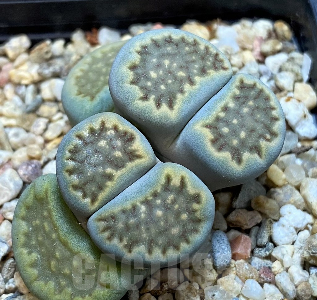 SH16773 Lithops halii