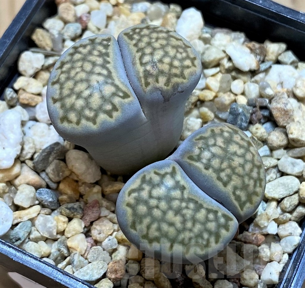 SH16776 Lithops halii
