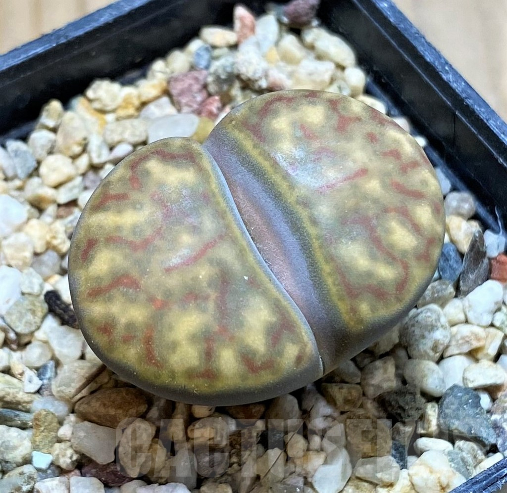 SH16777 Lithops bromfieldii C040