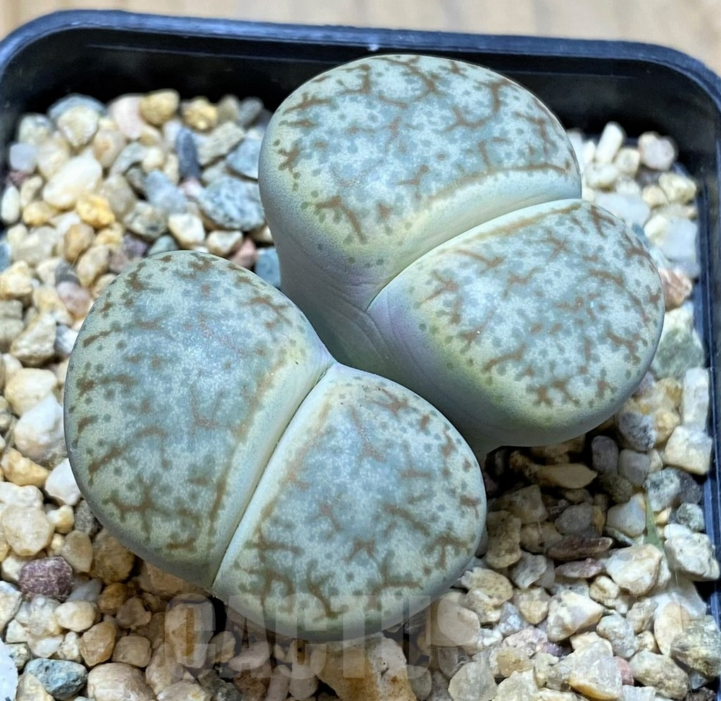 SH16779 Lithops pseudotruncatella