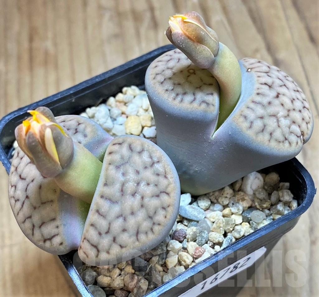 SH16782 Lithops schwantesii v. urikosensis C107, old 7 years
