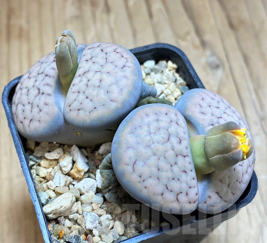SH16783 Lithops schwantesii v. urikosensis C107, old 7 years
