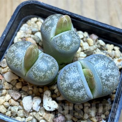 SH16788 Lithops coleorum