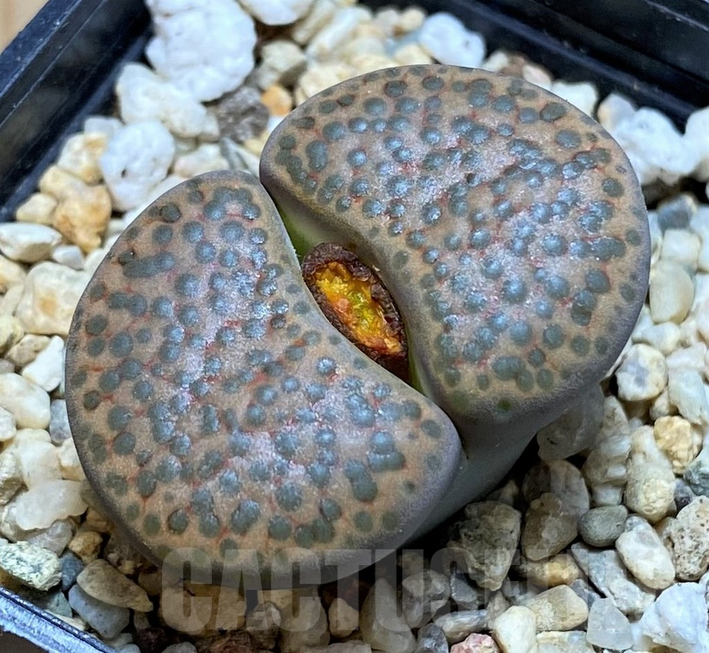SH16793 Lithops fulviceps