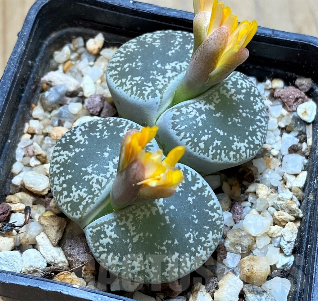 SH16794 Lithops lesliei v. venteri