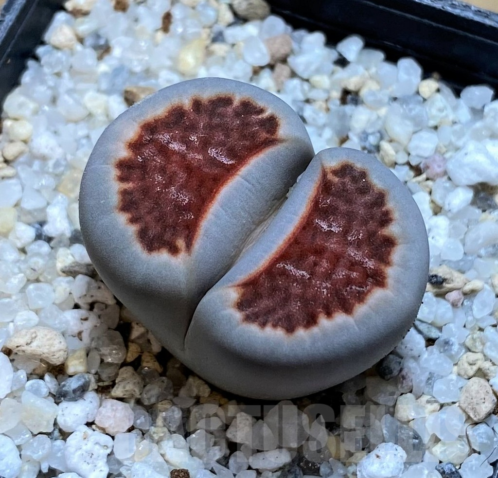 SH16795 Lithops karasmontana 'Lateritia'