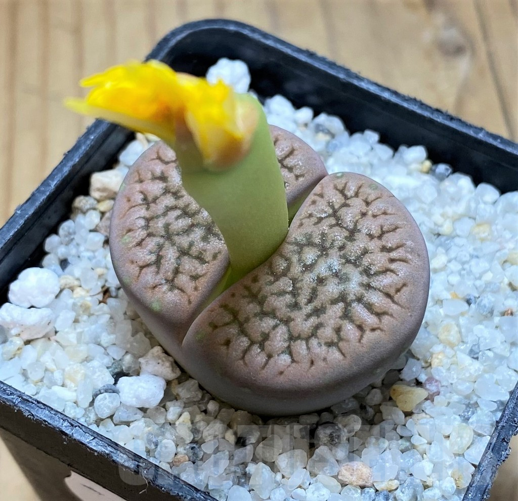 SH16797 Lithops hookeri