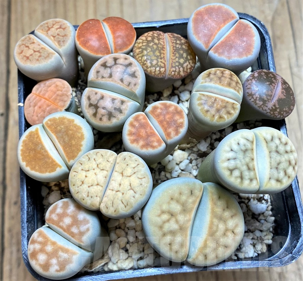 SH16799 Lithops mix
