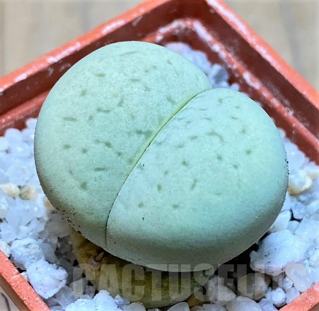 SH16802 Dinteranthus vanzylii 'Emerald'