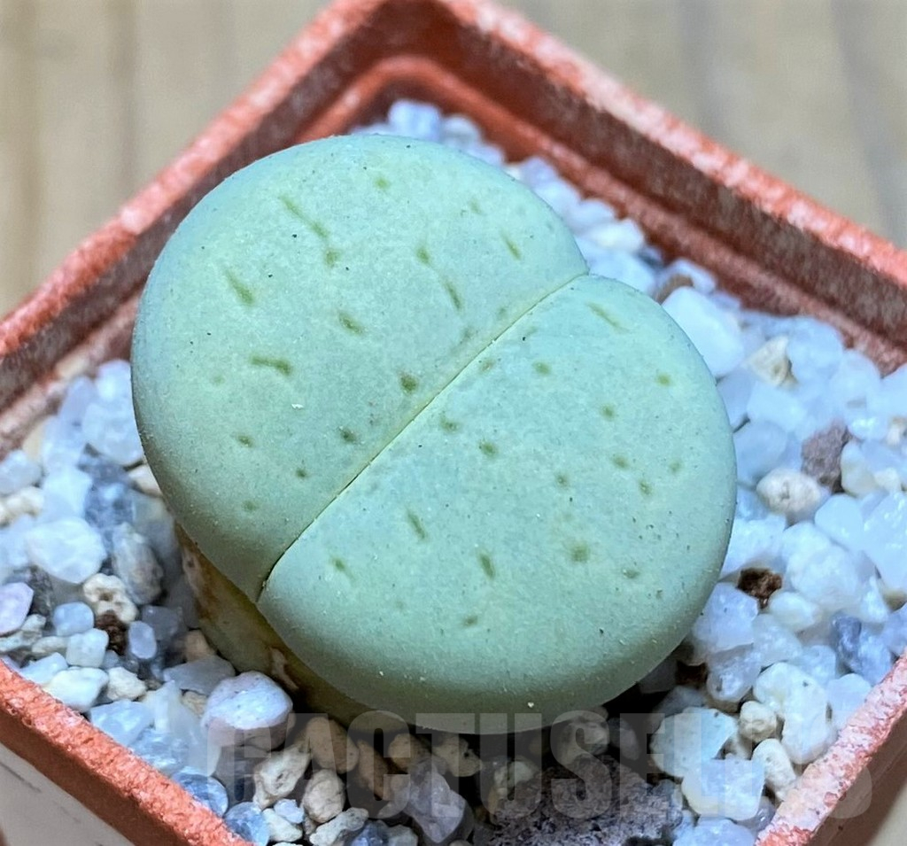 SH16803 Dinteranthus vanzylii 'Emerald'