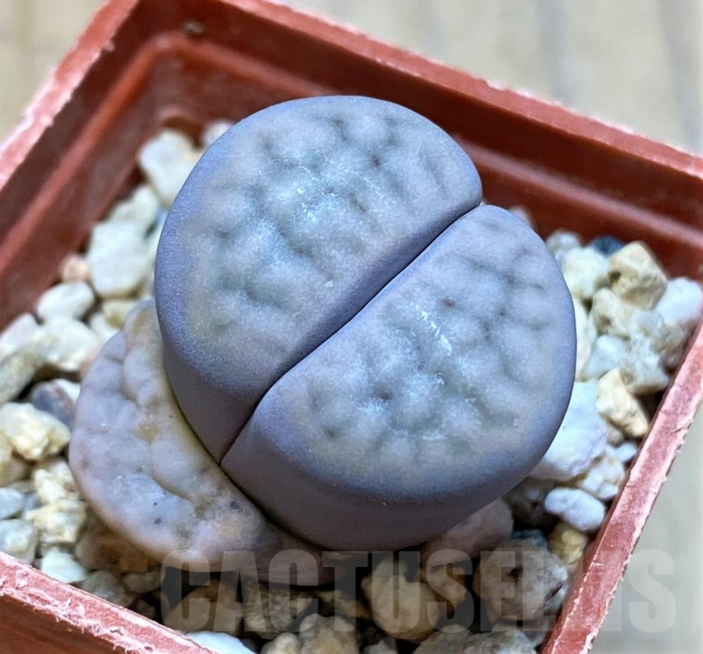 SH16732 Lithops schwantesii v. rugosa