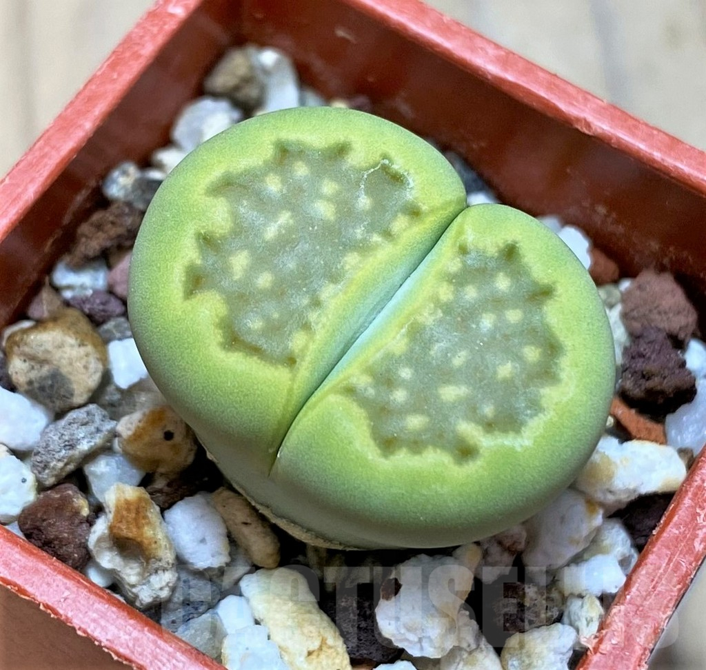 SH16733 Lithops hallii 'Green Soapstone'