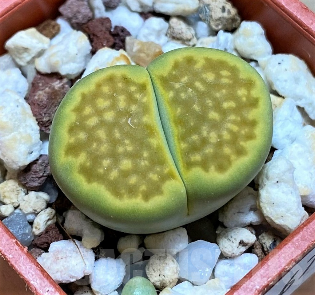 SH16734 Lithops hallii 'Green Soapstone'