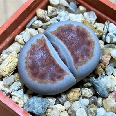 SH16735 Lithops karasmontana 'Top Red'