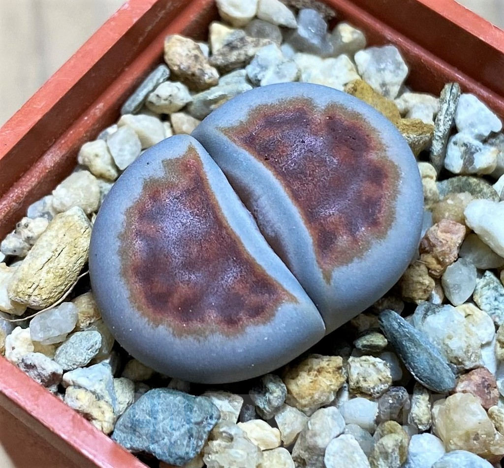 SH16735 Lithops karasmontana 'Top Red'