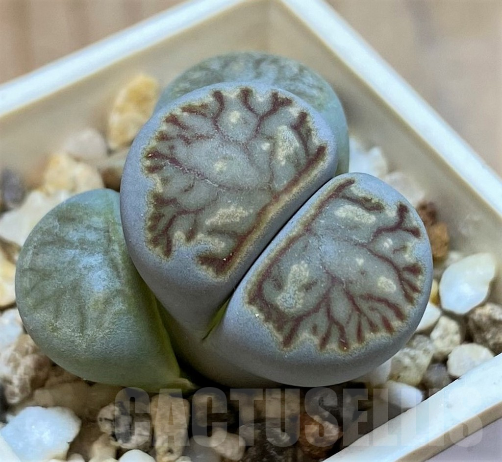 SH16737 Lithops julii 'Kikushogiyoku' hybrid