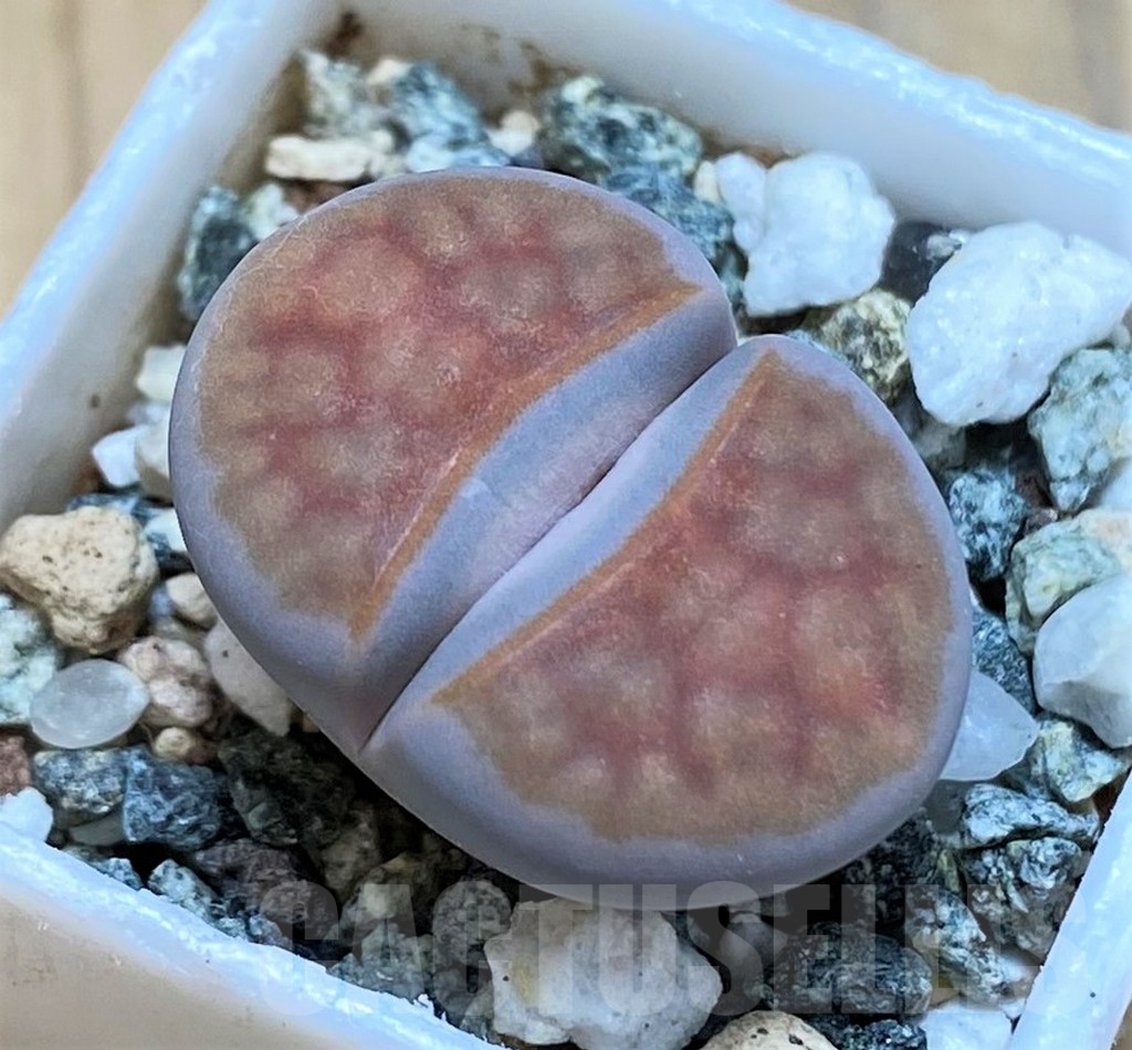 SH16742 Lithops karasmontana -W. Grünau-