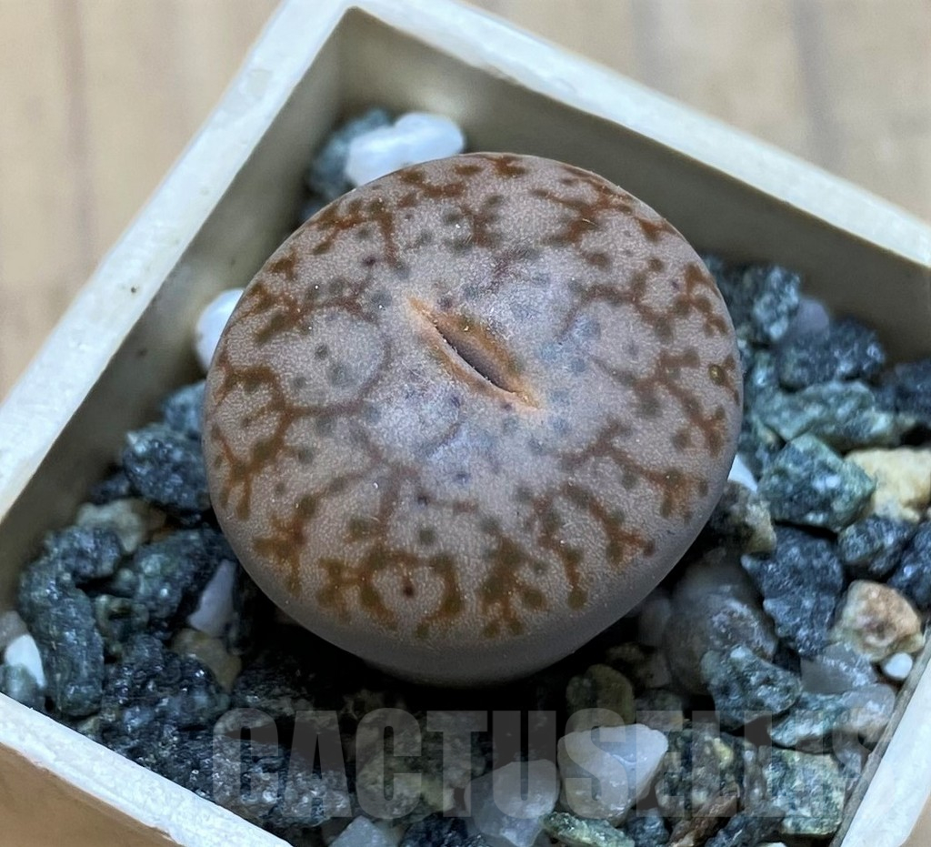 SH16744 Lithops pseudotruncatella