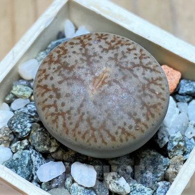 SH16745 Lithops pseudotruncatella