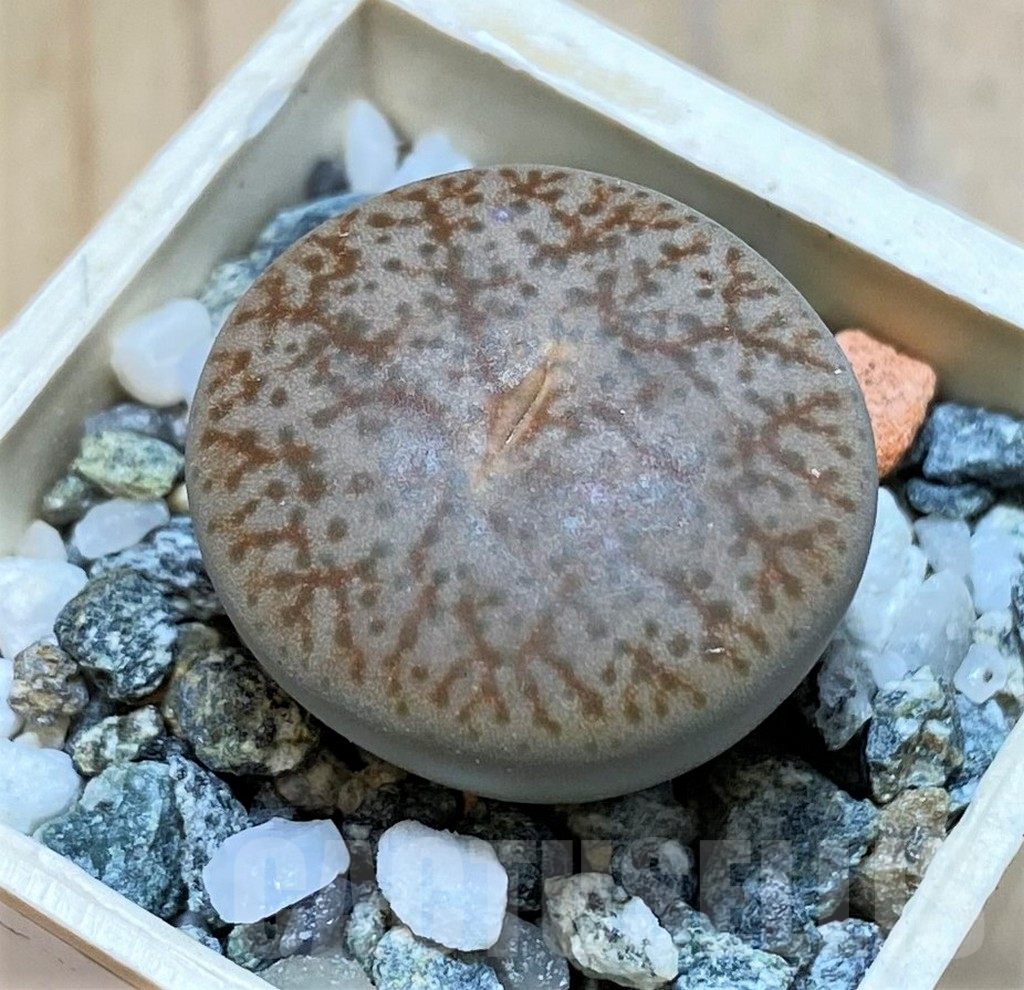 SH16745 Lithops pseudotruncatella