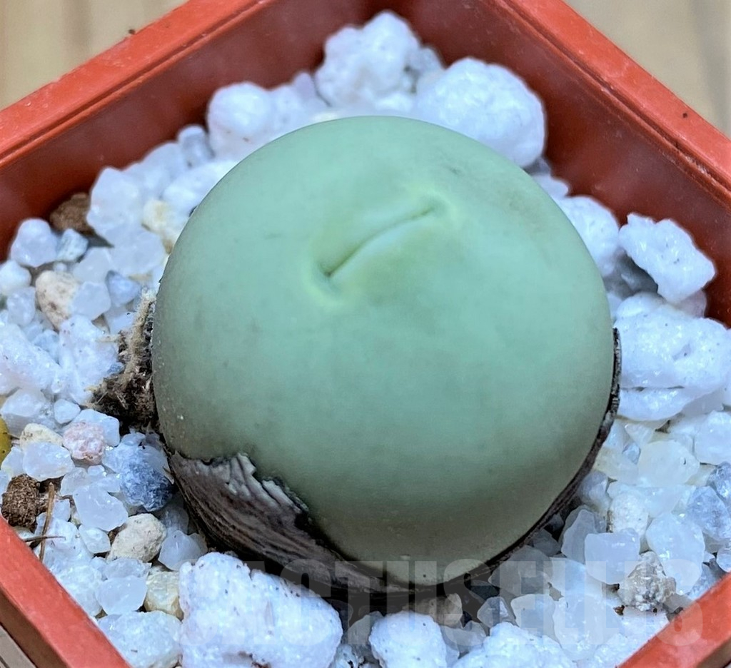 SH16723 Conophytum calculus
