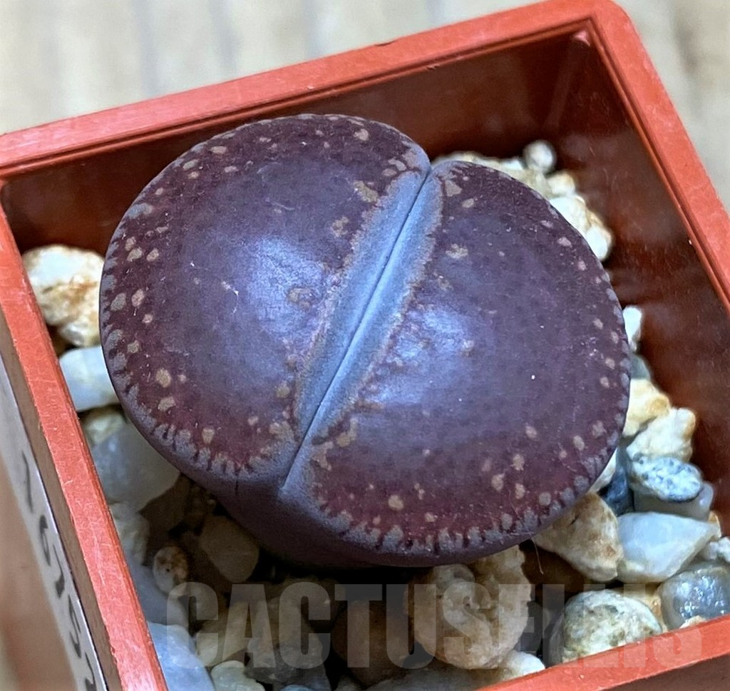 SH16752 Lithops aucampiae