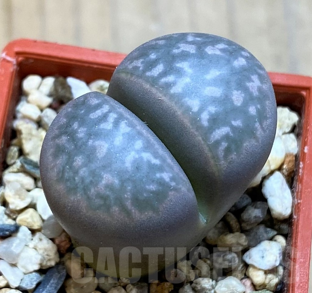 SH16754 Lithops marmorata v. framesii