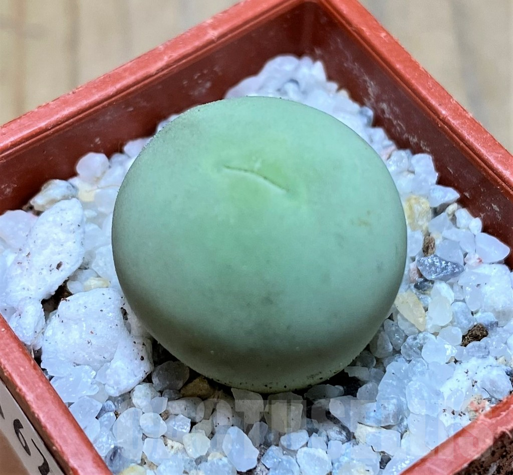 SH16724 Conophytum calculus