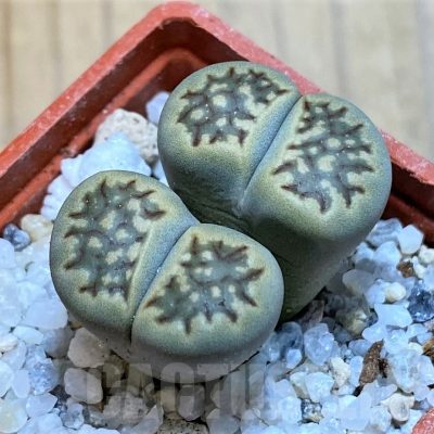SH16765 Lithops halii