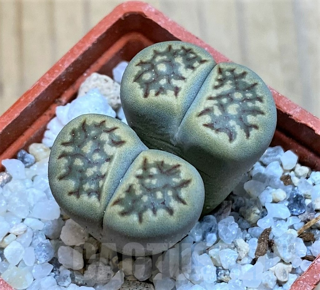SH16765 Lithops halii
