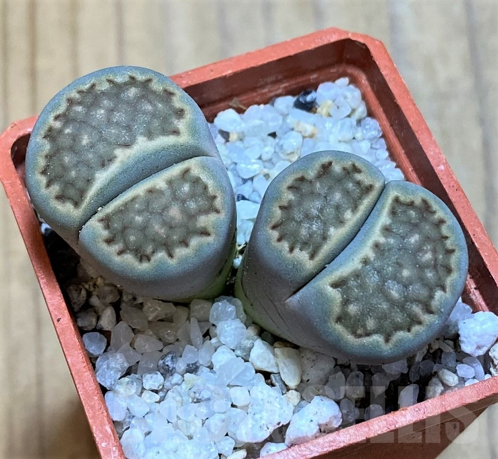 SH16766 Lithops halii