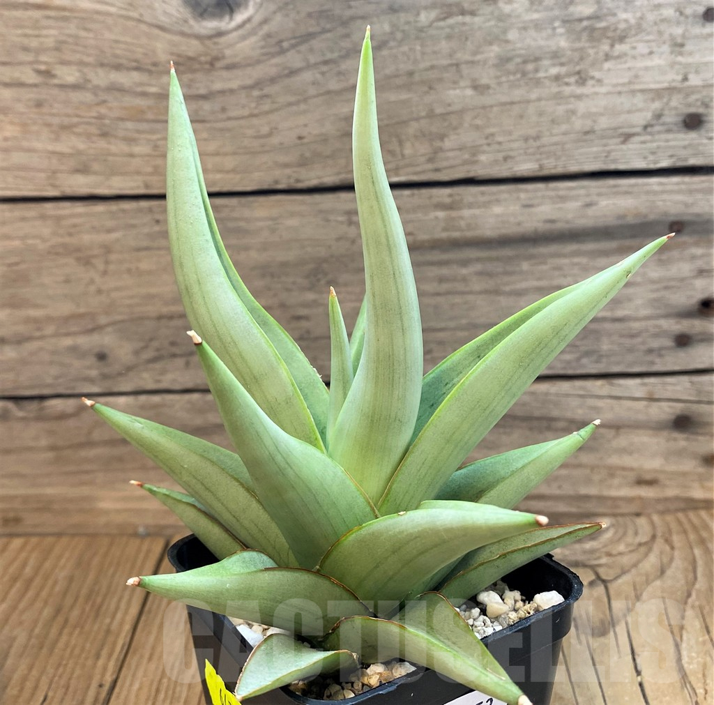 SH18053 Sansevieria hybrid 'Chanin'