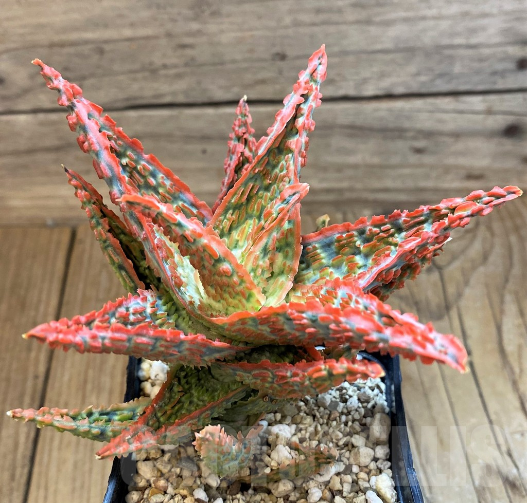 SH18054 Aloe TCT hybrid