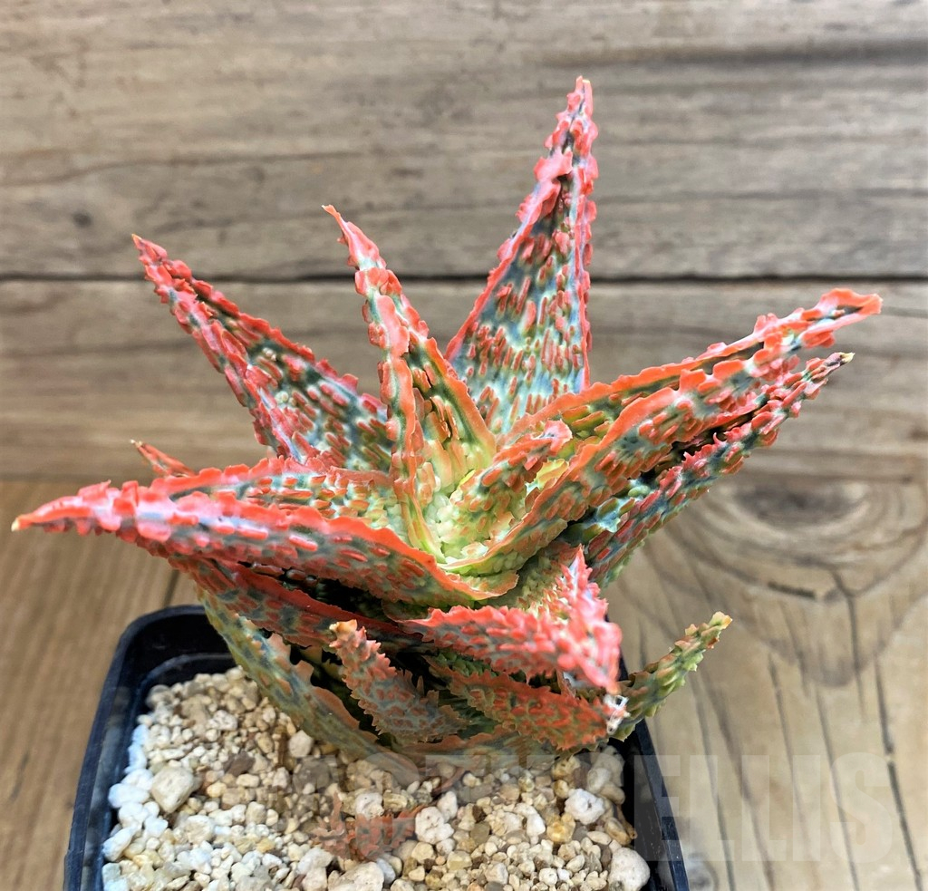 SH18054 Aloe TCT hybrid - Image 2