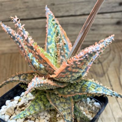 SH18056 Aloe TCT hybrid