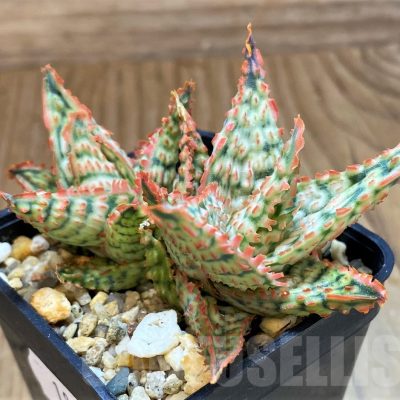 SH18059 Aloe TCT hybrid