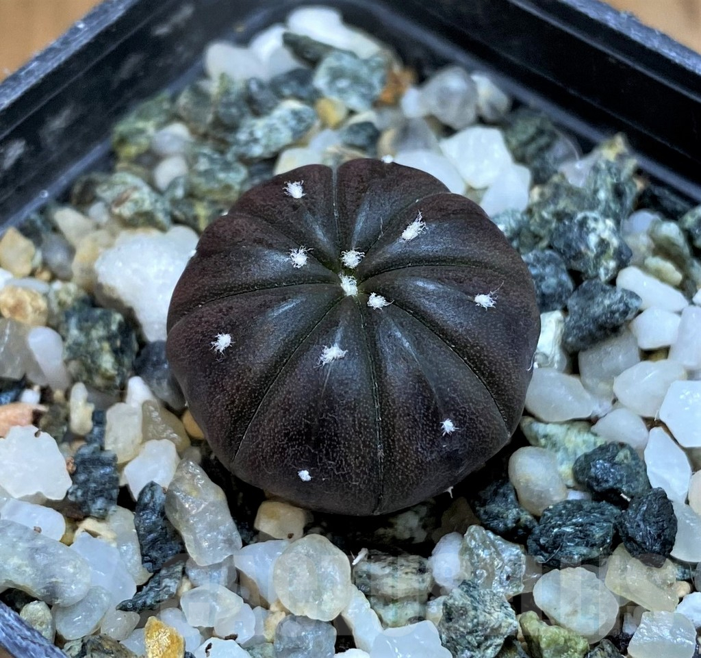 SH18073 Astrophytum asterias ‘Purple Skin’