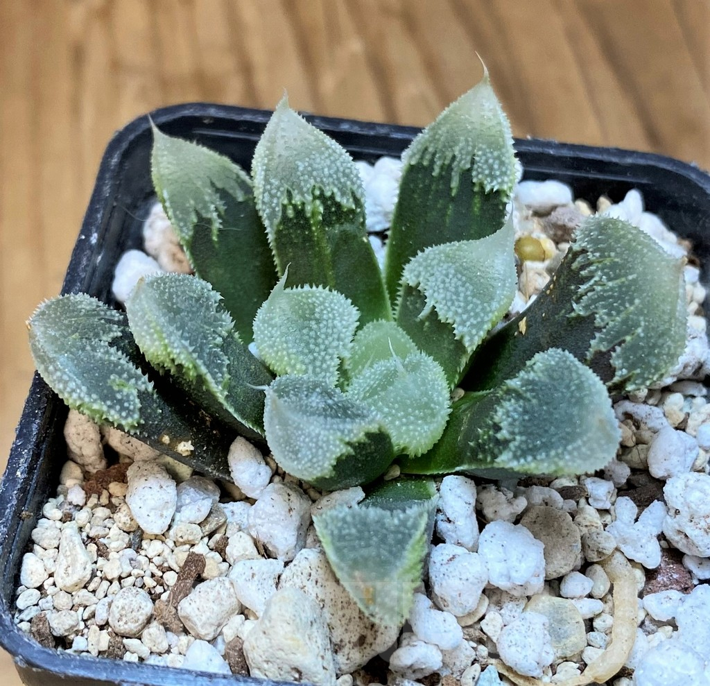 SH18084 Haworthia ‘Hakuteijyo’ mutant - Image 2