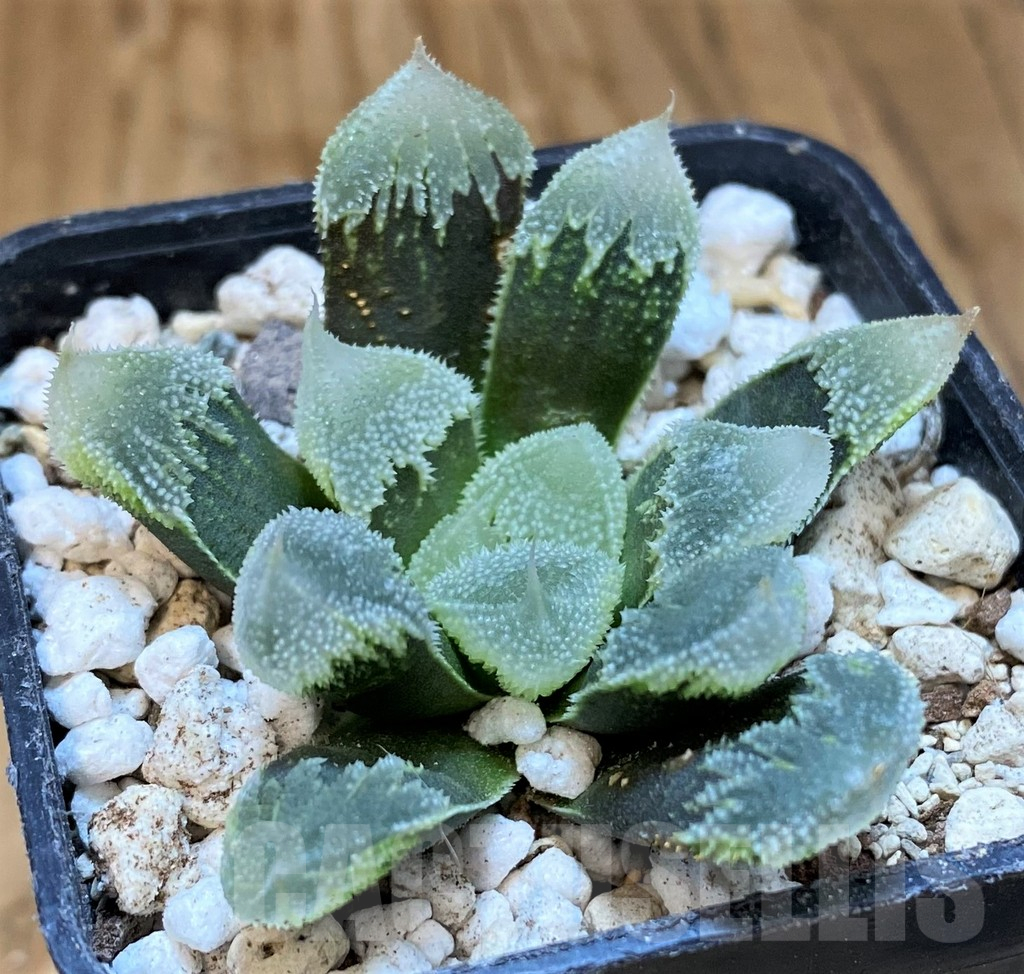 SH18084 Haworthia ‘Hakuteijyo’ mutant
