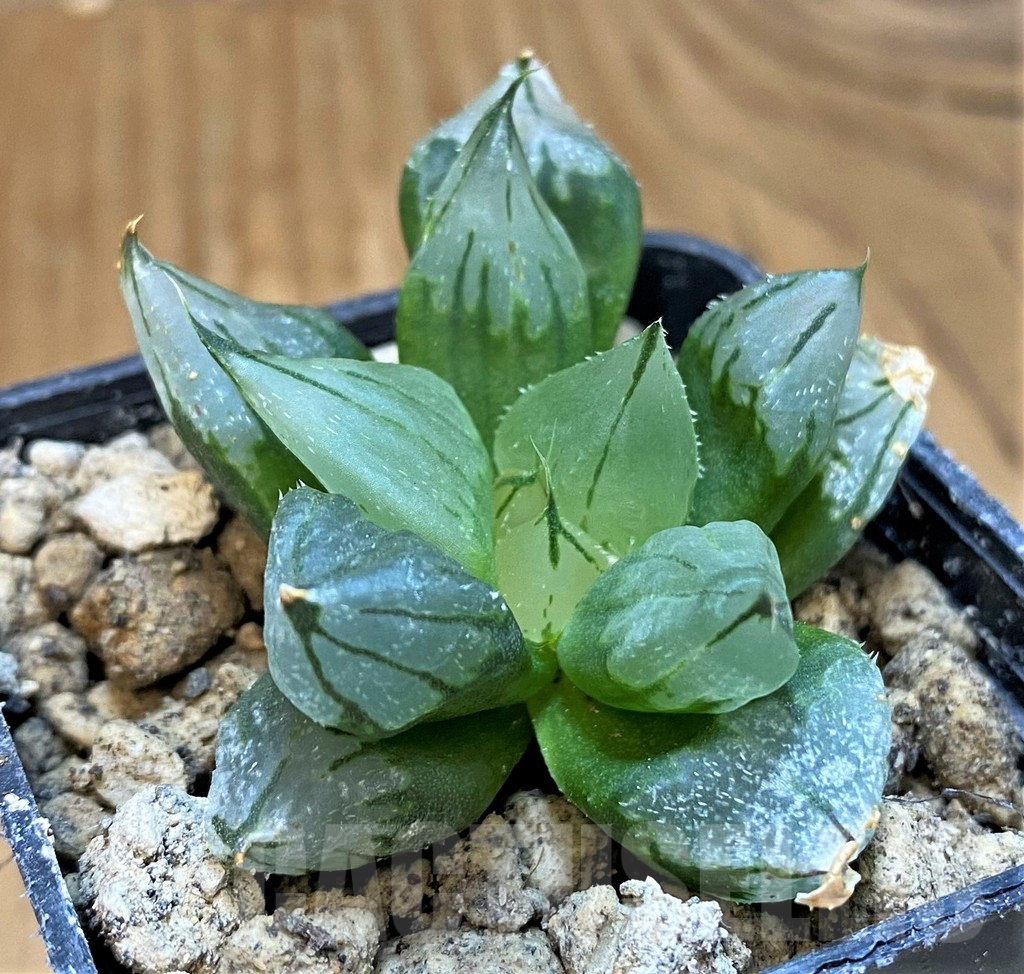 SH18085 Haworthia cooperi ‘West Asia Tsuen’ - Image 2