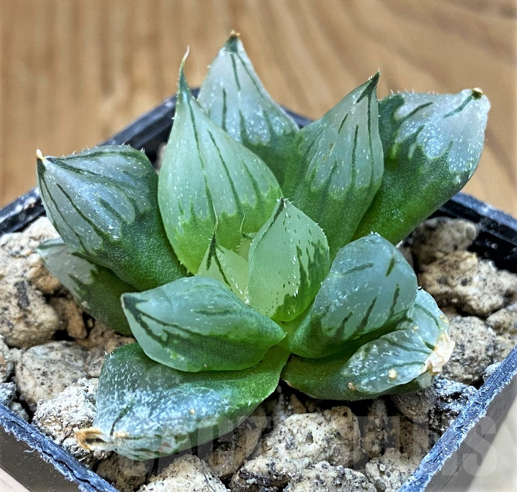 SH18085 Haworthia cooperi ‘West Asia Tsuen’