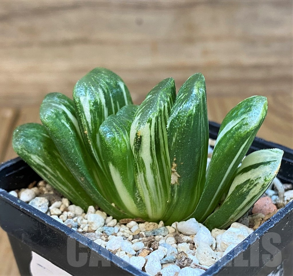 SH18087 Haworthia truncata ‘Lime Green’ f. variegata - Image 2