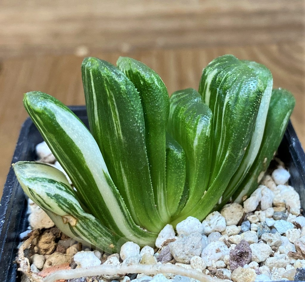 SH18087 Haworthia truncata ‘Lime Green’ f. variegata - Image 3