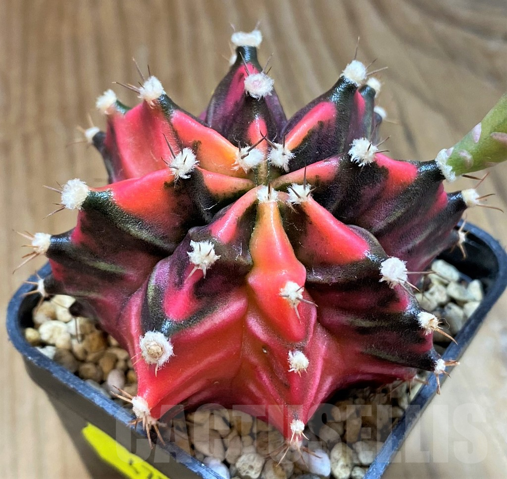 SH18029 Gymnocalycium mihanovichii f. variegata - Image 2