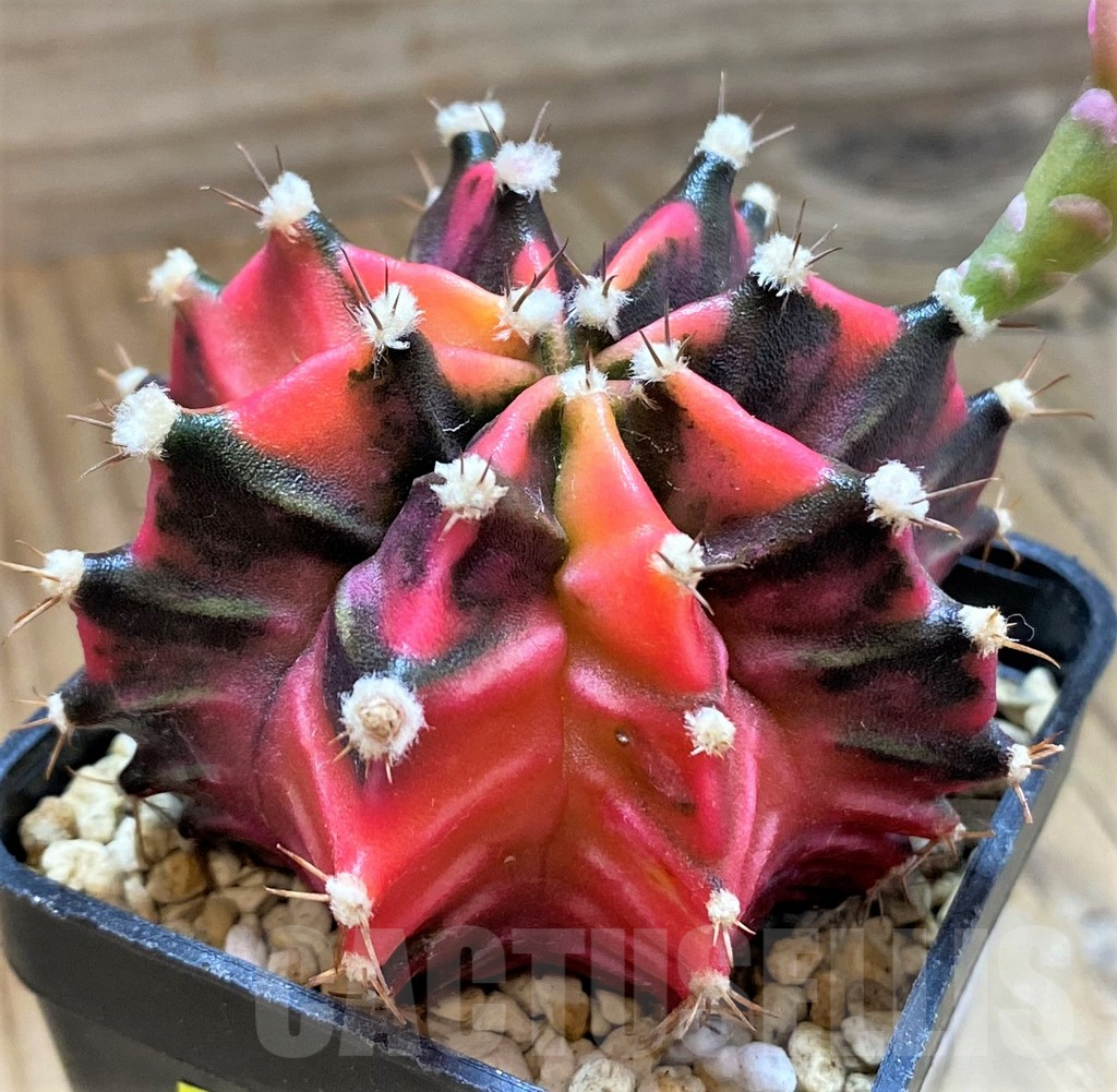 SH18029 Gymnocalycium mihanovichii f. variegata