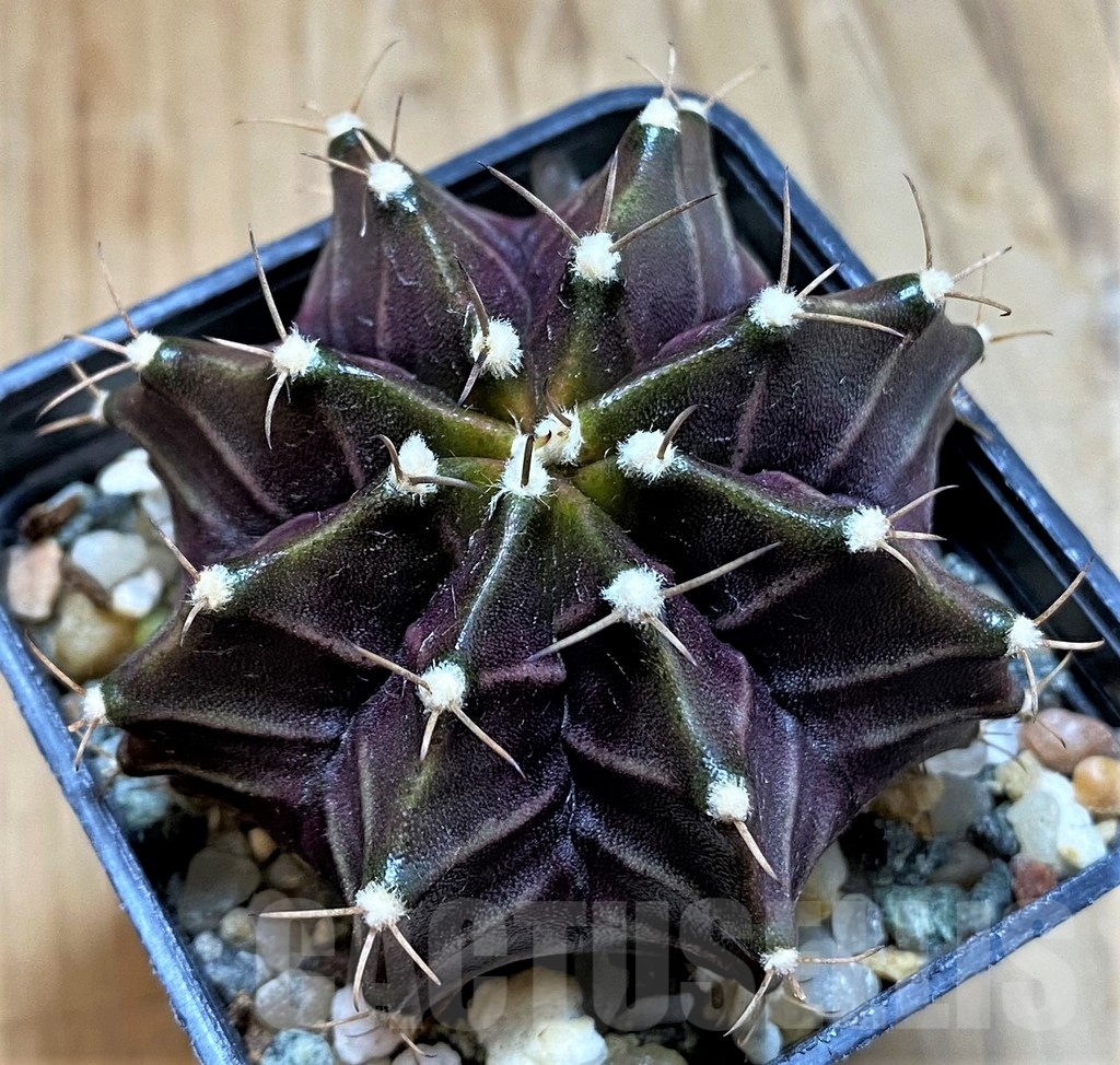 SH18031 Gymnocalycium mihanovichii ‘Black Widow’ - Image 2